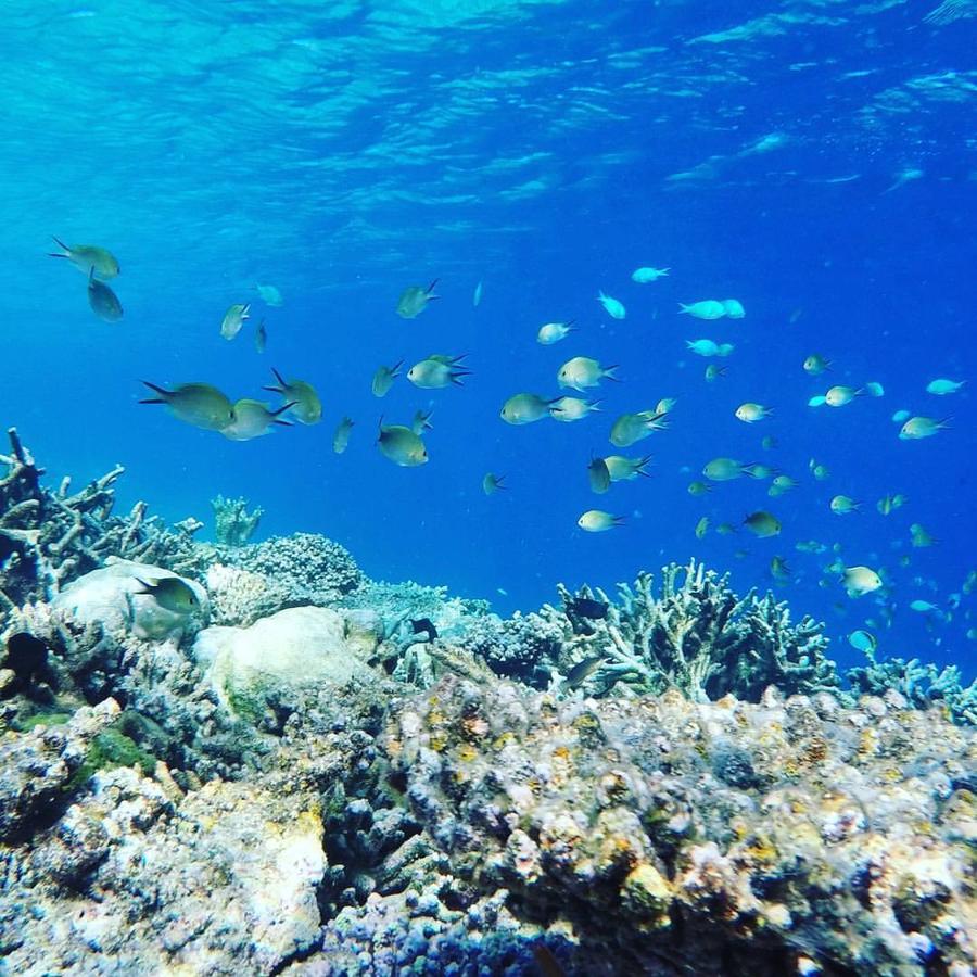 דהרבנדהו Summer Shade Maldives מראה חיצוני תמונה