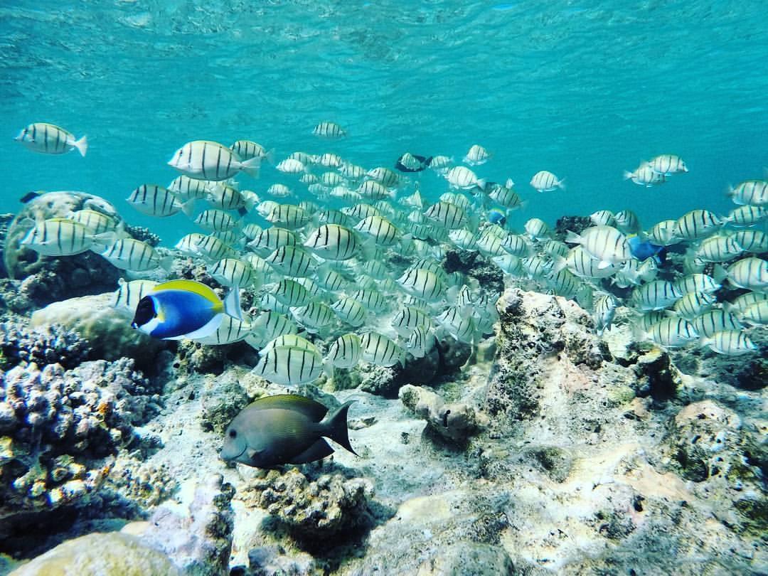 דהרבנדהו Summer Shade Maldives מראה חיצוני תמונה